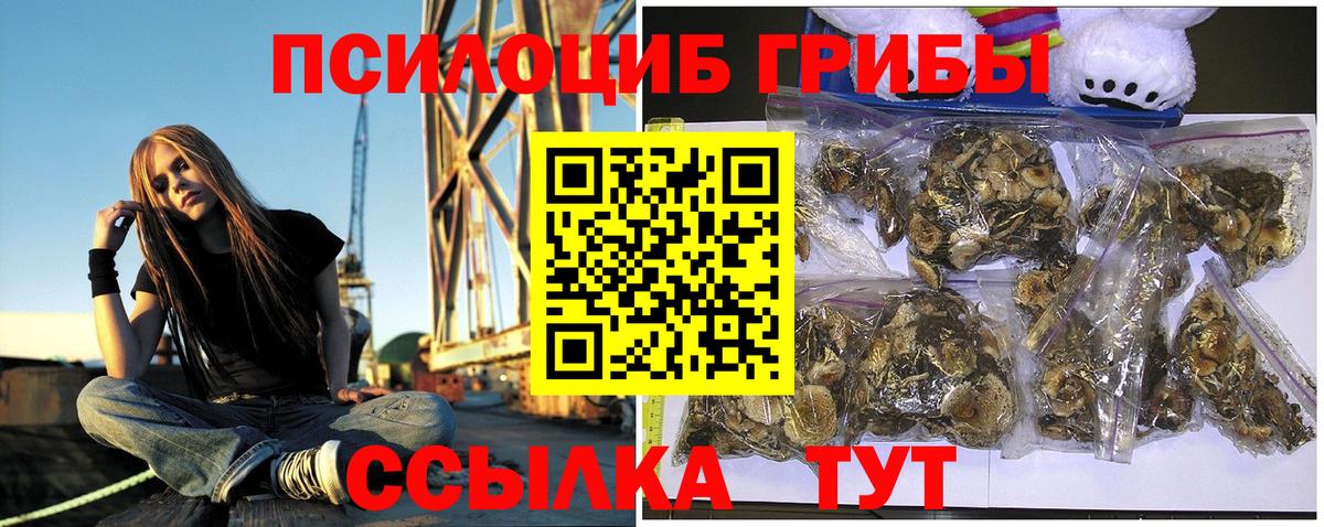 Псилоцибиновые грибы Psilocybe  Вход с VPN  Новосибирск 